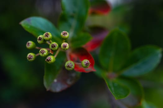 A large bush full of tiny balls and colorful leaves