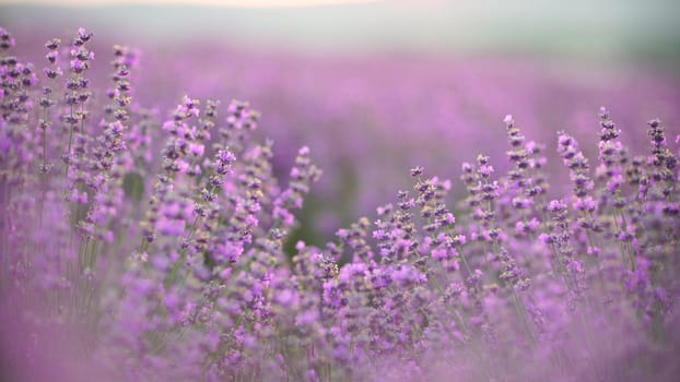 Lavender field at sunset. Blooming purple fragrant lavender flowers against the backdrop of a sunset sky.