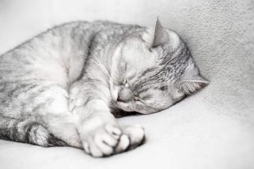 scottish straight cat is sleeping. Close-up of the muzzle of a sleeping cat with closed eyes. Against the backdrop of a light blanket. Favorite pets, cat food