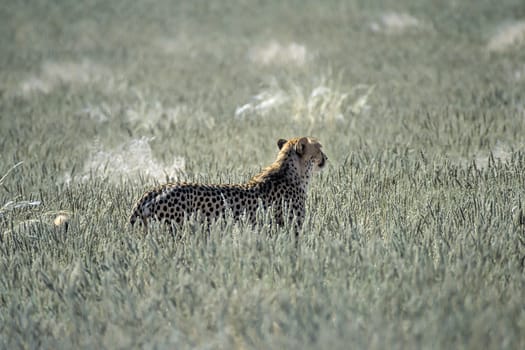 Cheetah (Acinonyx jubatus), Africa, Namibia, Hardap, Kalahari
