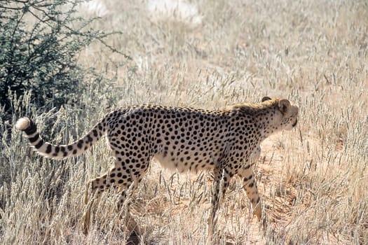 Cheetah (Acinonyx jubatus), Africa, Namibia, Hardap, Kalahari