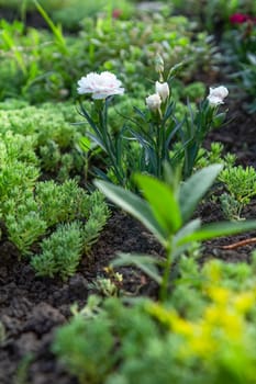 White carnation growing on a garden bed. Flower bed organization.