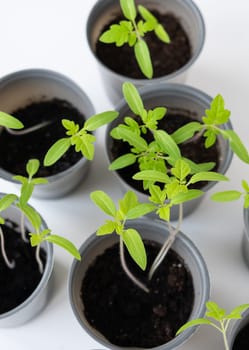 Agricultural background. We grow tomato seedlings at home. Rooted tomato sprouts on a white wooden table. Ready for boarding