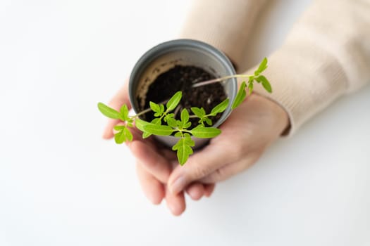 We grow tomato seedlings at home. A female hand holds a tomato sprout with roots in a plastic cup. Agricultural preparatory works