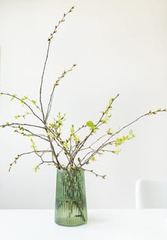 Young blooming branches of a cherry tree in a glass green vase on a white table in the interior