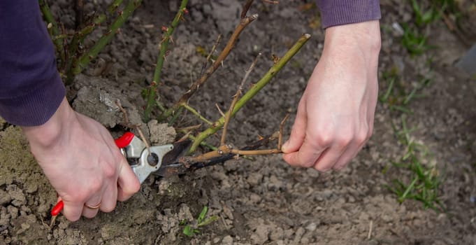 A hand holds secateurs and cuts a branch of a rose bush. Selective focus