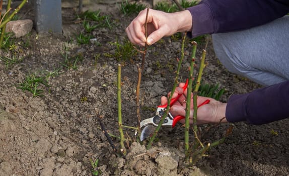 A hand holds secateurs and cuts a branch of a rose bush. Selective focus