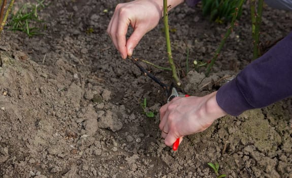 A hand holds secateurs and cuts a branch of a rose bush. Selective focus