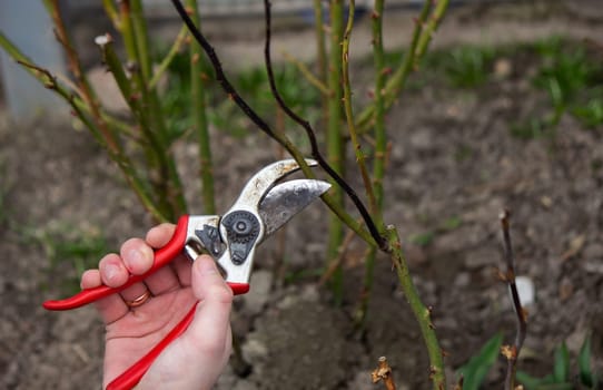 A hand holds secateurs and cuts a branch of a rose bush. Selective focus