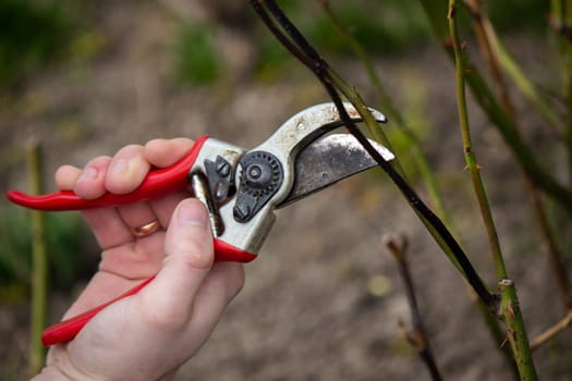 A hand holds secateurs and cuts a branch of a rose bush. Selective focus