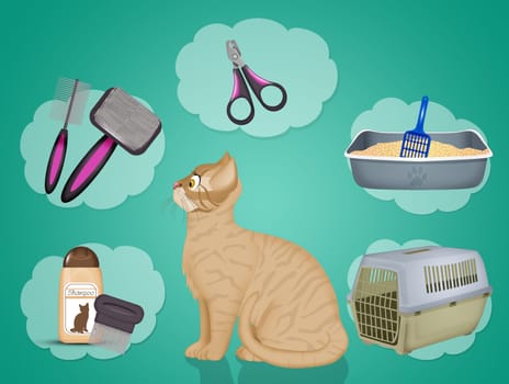 various accessories for cats