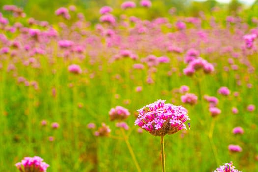 View of beautiful pink flower field spring season nature background