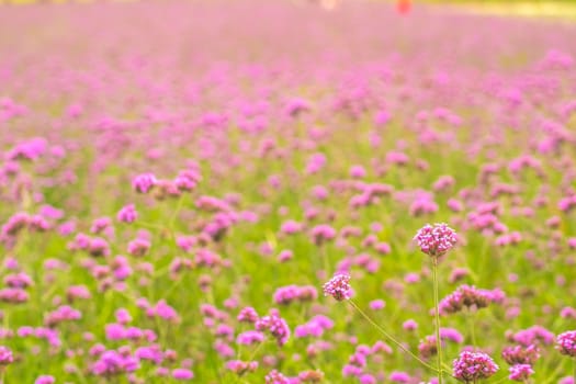 View of beautiful pink flower field spring season nature background