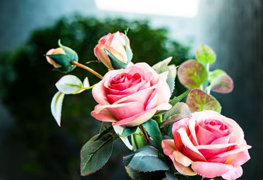 close up pink rose flower valentime romantic day idea love background.