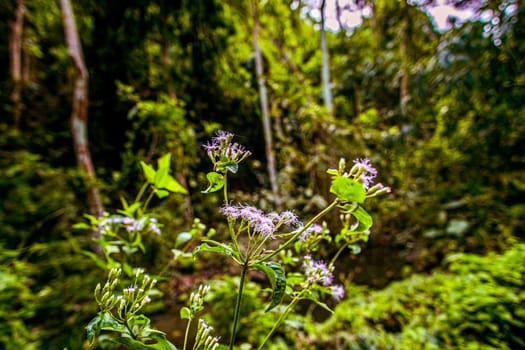 white flower in Forest scene green tree in deep woodland nature background.