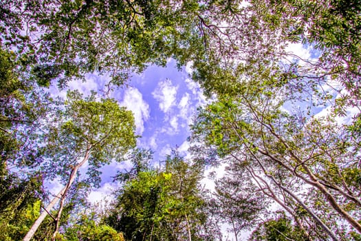 Trees Forest from below, Early Spring, fresh green leaves