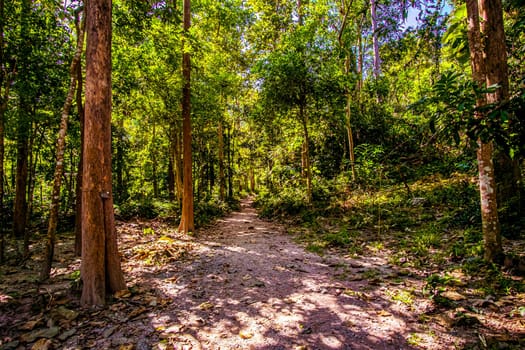 Forest trail scene. in deep woodland .