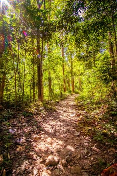 Forest trail scene. in deep woodland .