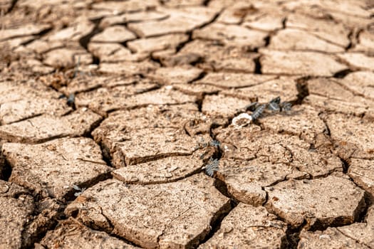 Dry and cracked land, dry due to lack of rain