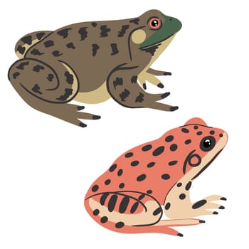 Hand drawn illustration of California red-legged frog Rana draytonii and american bullfrog. California and Missouri state symbols, nature wild forest swamp animal species, amphibian biology zoology cute frogs design print.