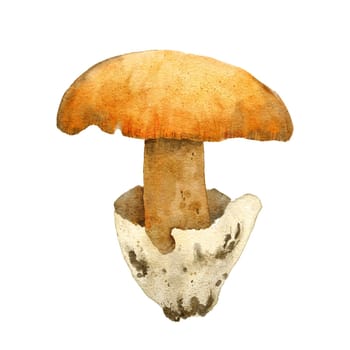 Hand drawn watercolor illustration of Caesar's mushroom amanita caesarea. Forest wood fungi fungus boletus, woodland autumn fall nature element, poisonous agarics, edible mushroom in beige brown orange colors