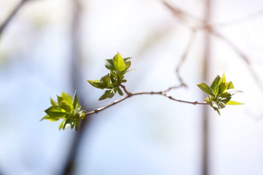 close up of young leaves on tree branch in nature in spring. spring blooming fruit tree in the garden plot. swollen buds on the flowering fruit tree.