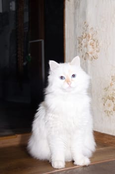 A white fluffy cat peeks out from around the corner close up