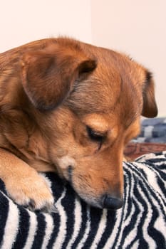 Red dog lying on the bed close up