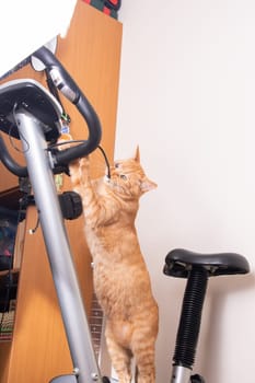 Funny cat gnawing on the wire of an exercise bike