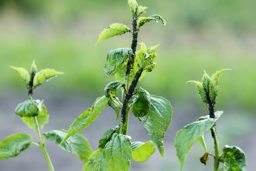Damaged blackcurrant leaves from a harmful insects aphids stock footage video.