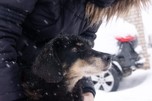 A man strokes a dog among the snow close up