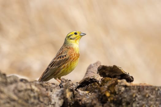 yellowhammer standing on a stump, wild nature