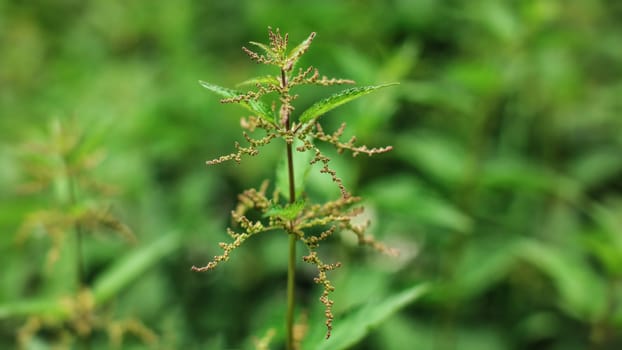 Shallow depth of field photo, only few flowers in focus, Young stinging nettle (Urtica dioica) plant, with blurred background (space for text)