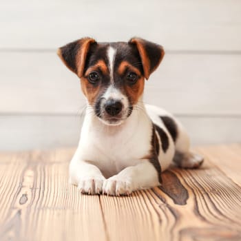 Jack Russell terrier puppy, laying on boards floor. Studio shot.