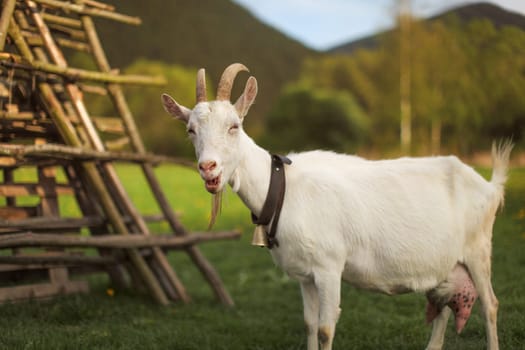 Female goat looking to side, mouth open, bleating, afternoon sun lit meadow behind her.