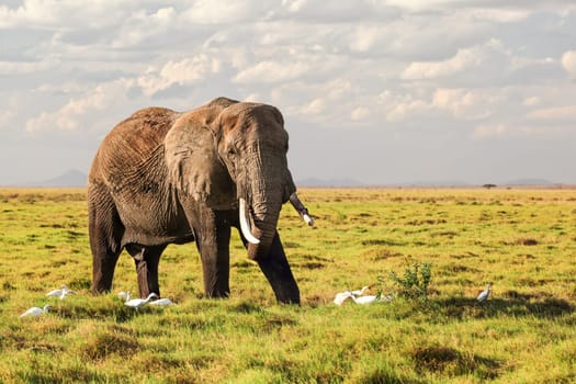 African bush elephant (Loxodonta africana) walking on grass in savanna, white heron birds around its feet.