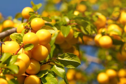 Yellow wild mirabelle prune (Prunus domestica subsp. syriaca) fruits growing on the tree branch