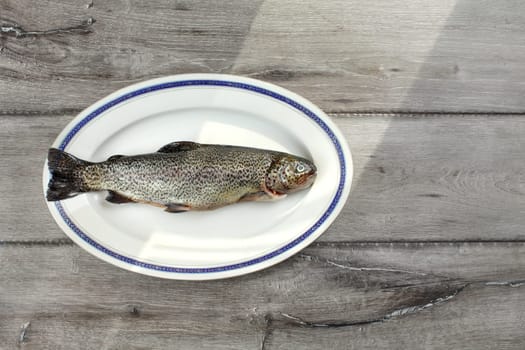 Tabletop view, raw trout fish on a white oval plate with blue rim, sun shining from side to gray wood boards desk under.