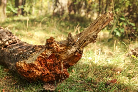 Detail on small tree bole of broken trunk laying in forest, sun lit grass around.