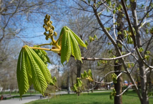 The first green leaves and buds on a chestnut tree.