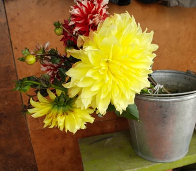 Dahlia flower head yellow. Spring time, garden. Flat lay, top view