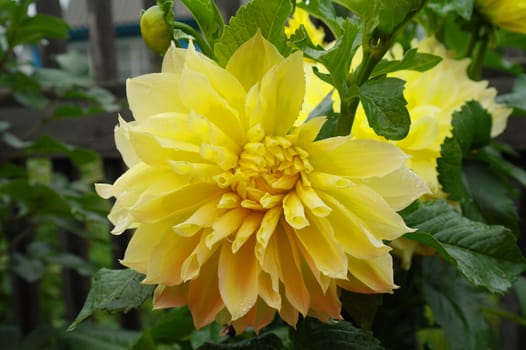 Dahlia flower head yellow. Spring time, garden. Flat lay, top view