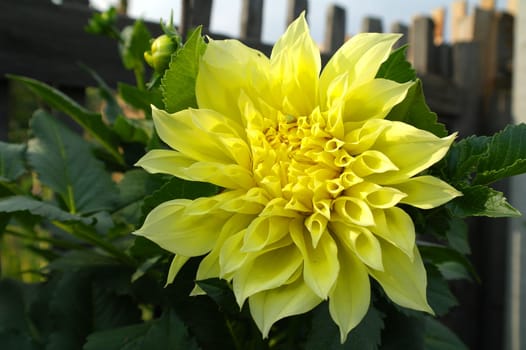 Dahlia flower head yellow. Spring time, garden. Flat lay, top view