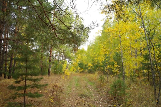 Calm fall season. Beautiful landscape with meadow in the forest. Pines and birch trees with green, yellow and orange leaves and footpath in the woodland in sunny day