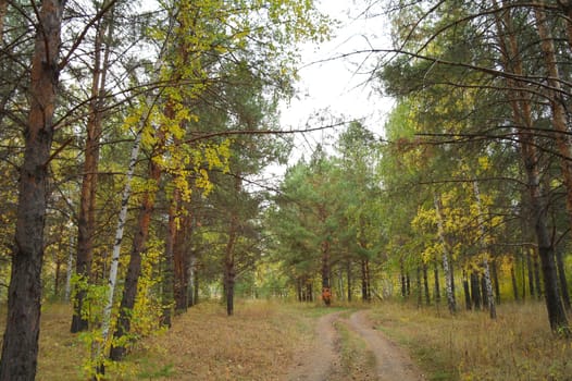 Calm fall season. Beautiful landscape with meadow in the forest. Pines and birch trees with green, yellow and orange leaves and footpath in the woodland in sunny day