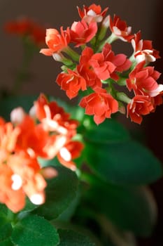 Blooming Kalanchoe close-up. Red flowers of Kalanchoe. Home flowers