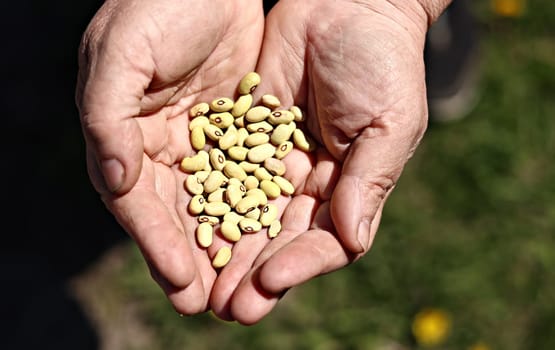 Female hand holding and dropping down grains of kidney beans. Organic food background of ripe beans. farmer harvest cereal plant, industrial agriculture