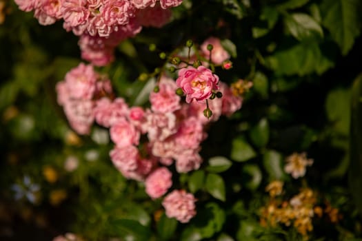 Bush of roses on bright summer day. Rose flower on background blooming pink roses flower in the garden of roses. Nature. Soft focus.