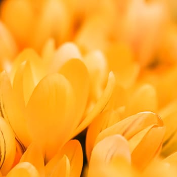 Yellow crocus flowers. Macro floral background for holiday brand design