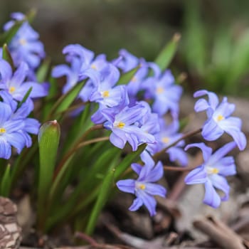 Blooming beautiful blue Chionodoxa flowers in the spring garden